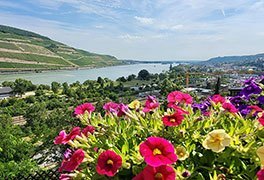 Ausblick auf den Rhein