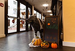 Der Wolf der Jugendherberge Wolfstein zu Halloween dekoriert