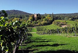 Weinberge mit Blick zum Pauliner Schloss